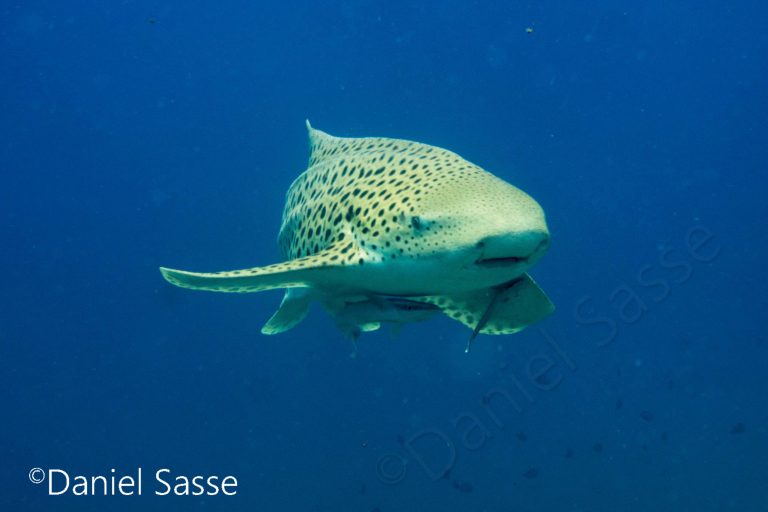 Zebra shark