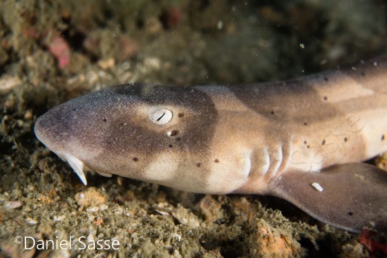 Brownbanded bamboo shark juv.