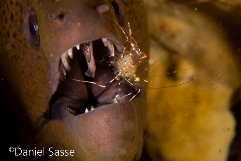 Giant Moray cleaning station