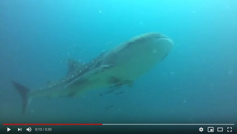 Whaleshark 31-10-2018