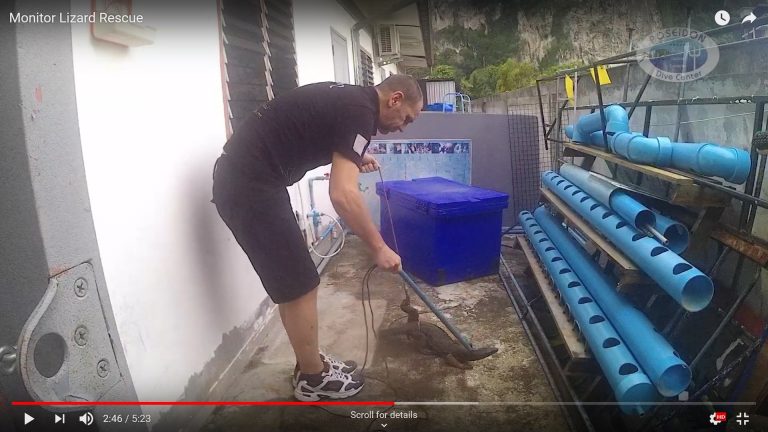 Monitor lizard rescue