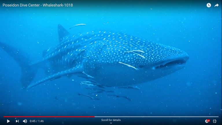 Whaleshark sighting