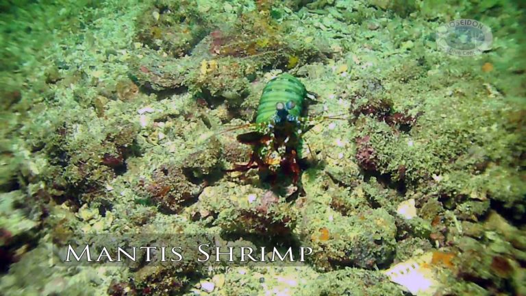 Mantis shrimp