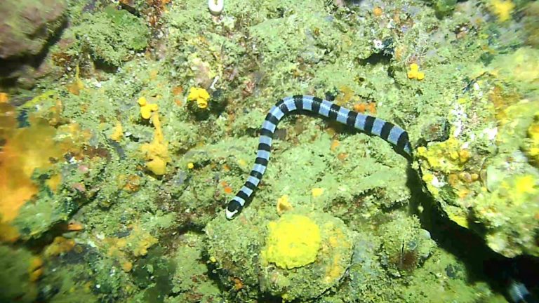 sea snake