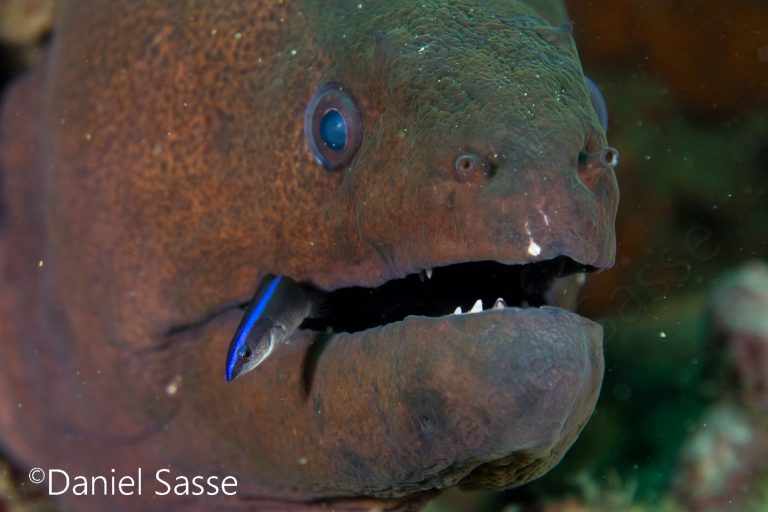 Giant Moray and Cleaner Wrasse