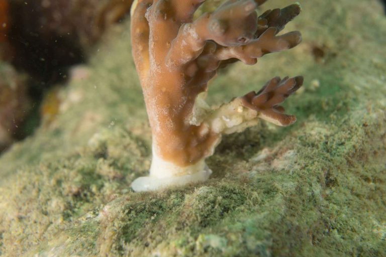 Coral Plugging
