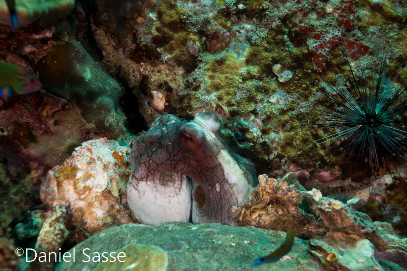Octopus