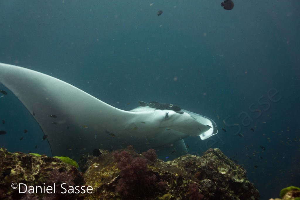 Moon Wrasse clean a Giant Manta Ray