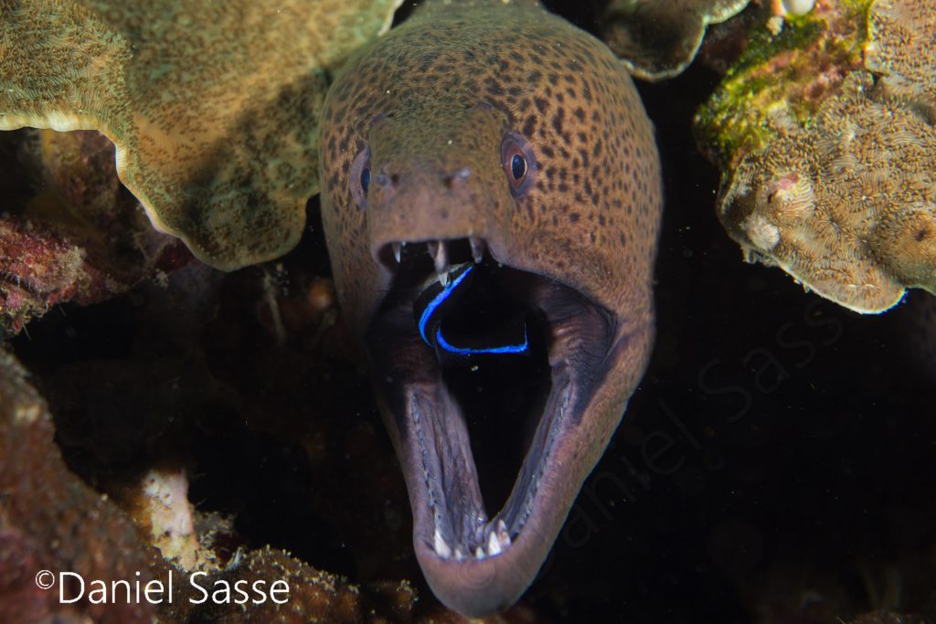 Moray with cleaner wrasse