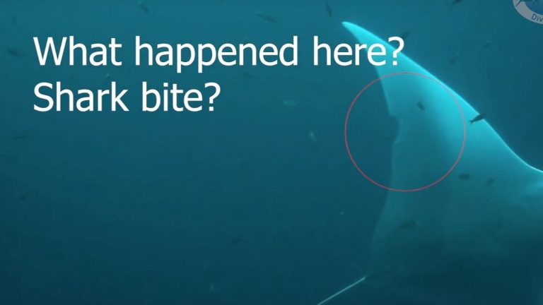 Shark Bite Manta Ray