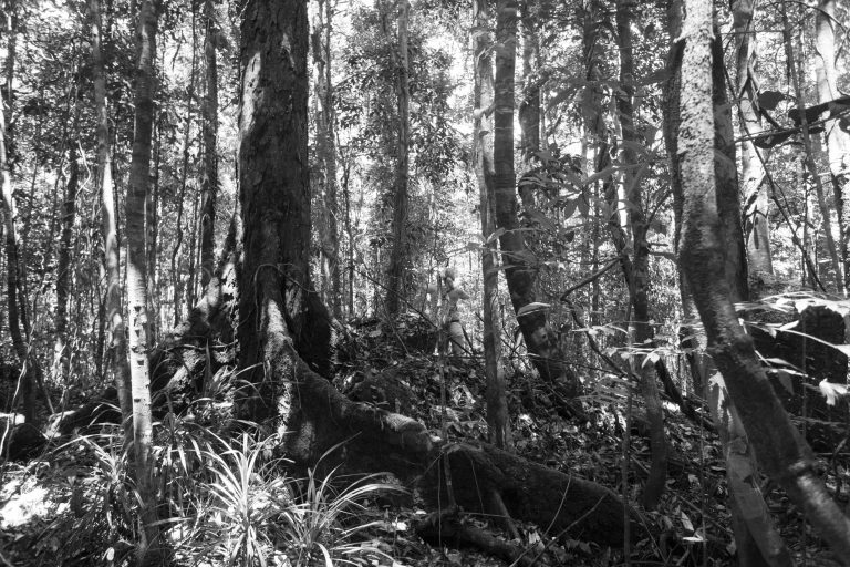 World Wildlife Day 2021 tree